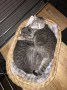 Tommy_Maja (2)